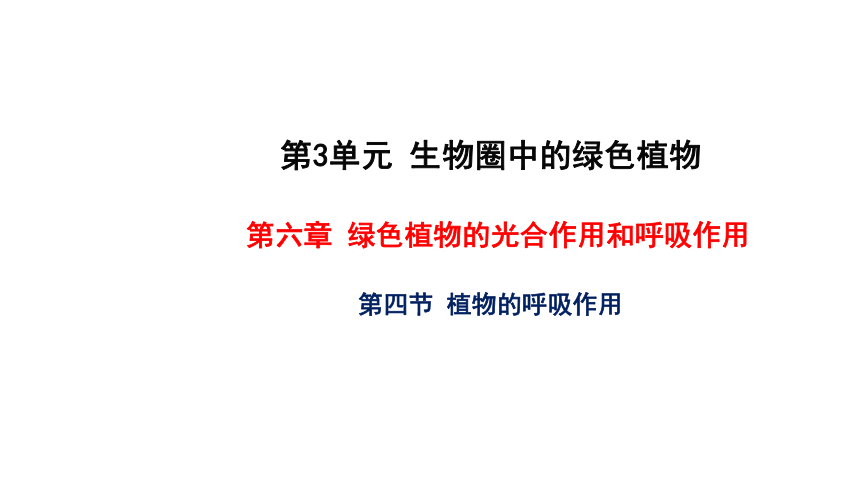 6.4 植物的呼吸作用 教学课件 苏教版七年级生物上册（21张PPT）