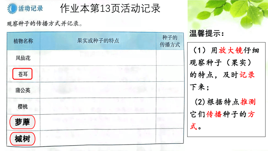 教科版科学四年级下册1.7种子的传播   课件(共19张PPT)