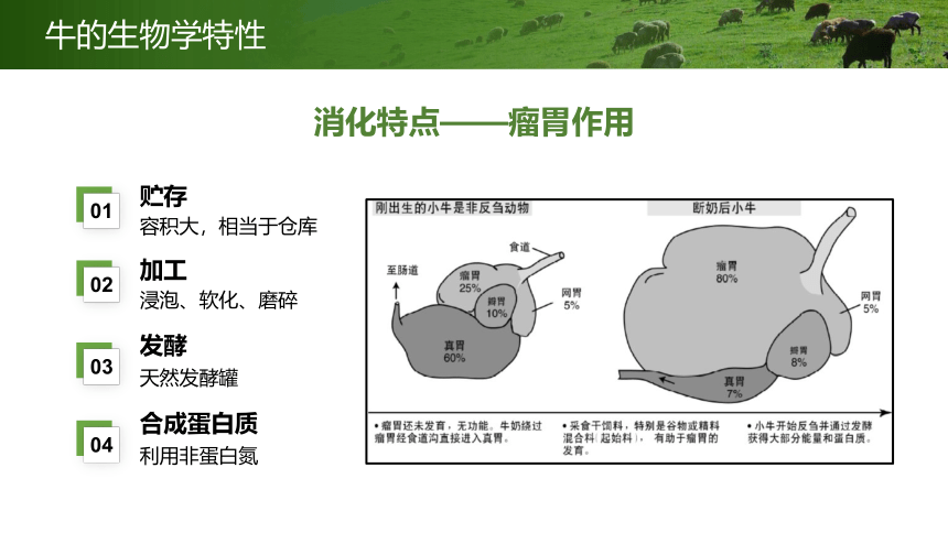 牛羊生物学特性 课件(共14张PPT)《牛羊生产》同步教学（中国农业出版社）