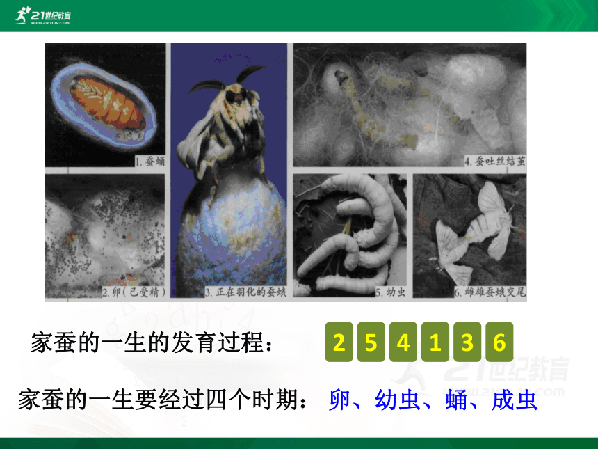 7.1.2昆虫的生殖和发育 课件(共21张PPT)