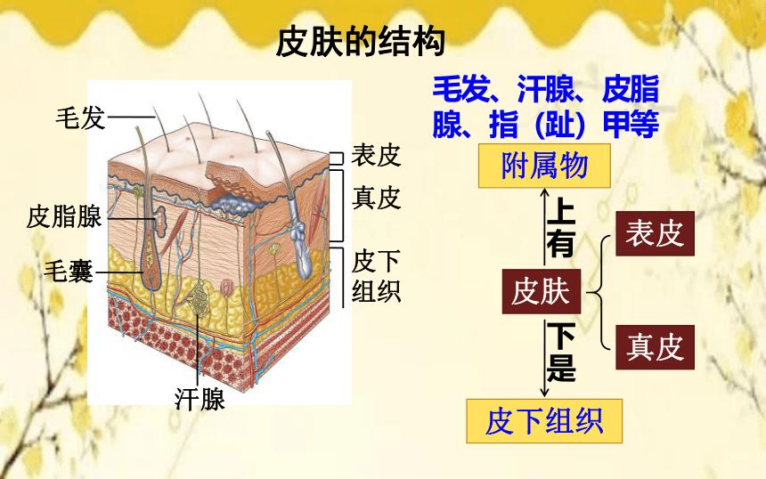 北师大版生物学七年级下册  第11章  人体代谢废物的排出第3节  皮肤与汗液 分泌课件(共21张PPT)