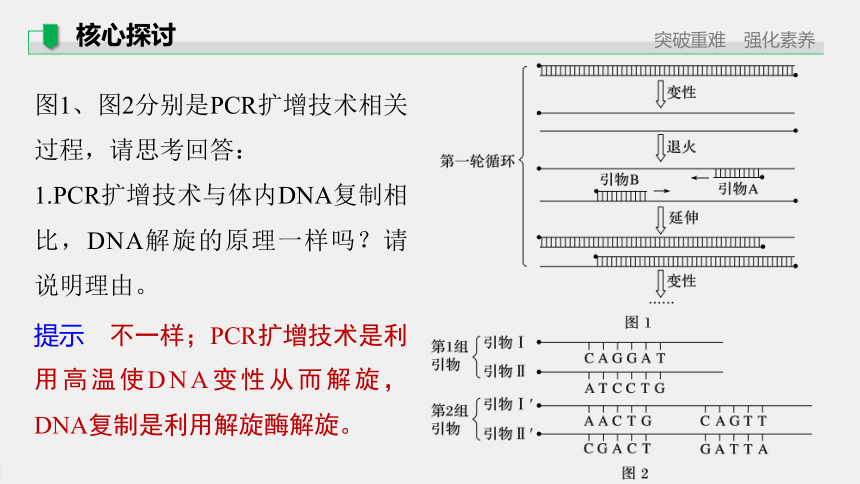 高中生物苏教版（2019）选择性必修3第三章 第一节　第2课时　PCR技术和利用PCR技术扩增DNA片段并完成电泳鉴定（76张PPT）