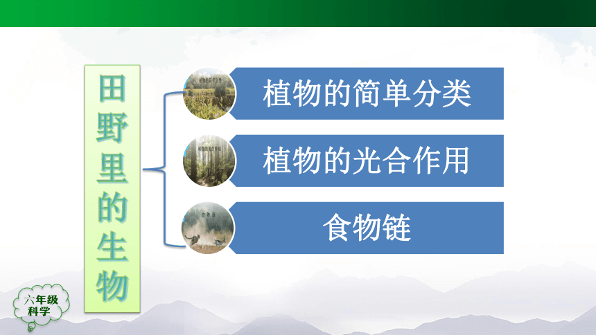 人教鄂教版（2017秋）科学六上 第二单元 田野里的生物(单元回顾) 课件(38张ppt)+内嵌视频