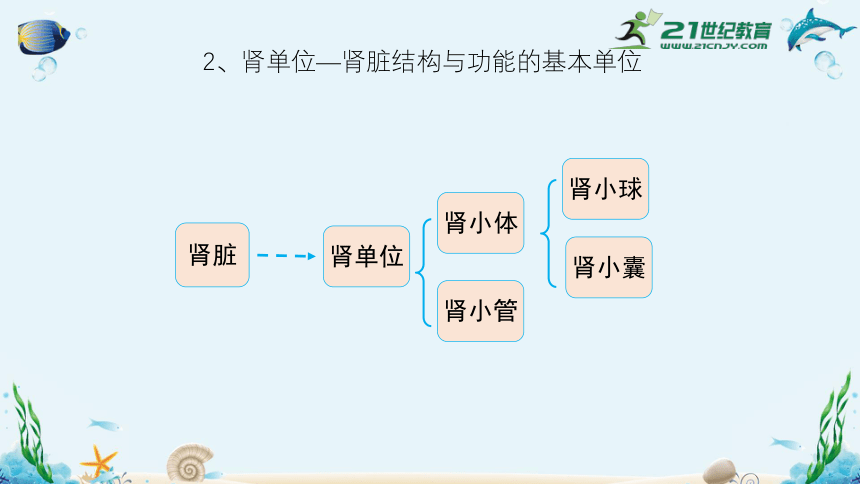 人教版七年级生物下册4.5人体内废物的排出（共35张）