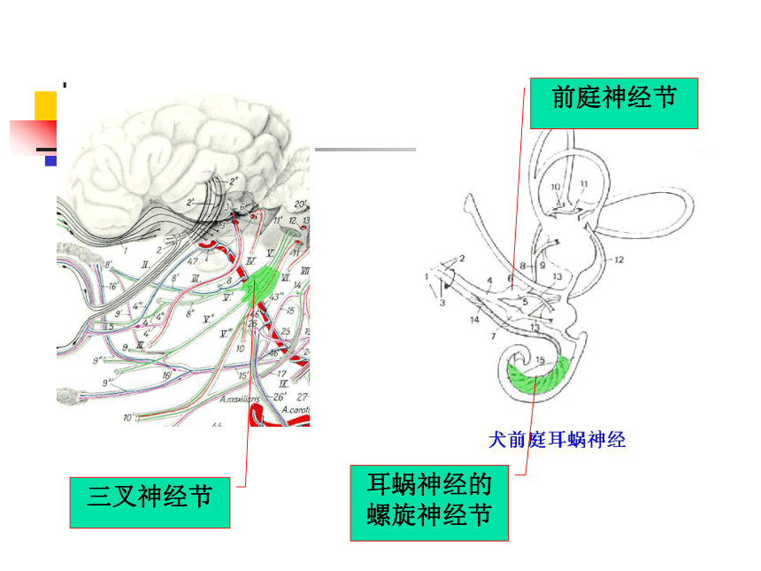 11.神经系统-1  课件(共30张PPT) - 《畜禽解剖生理学》同步教学（高教版）