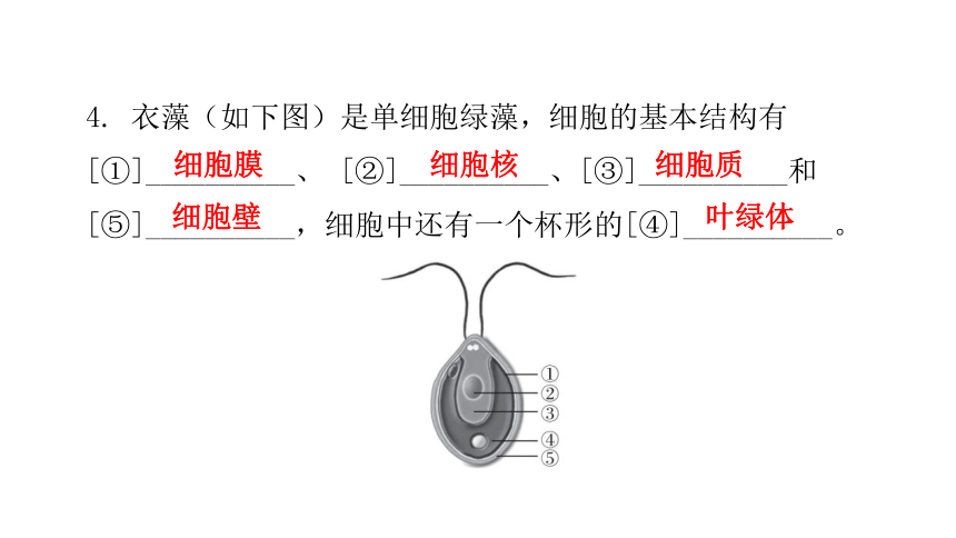 2020-2021学年八年级生物下册（北师大版）22.2  原生生物的主要类群 课件（24张PPT）