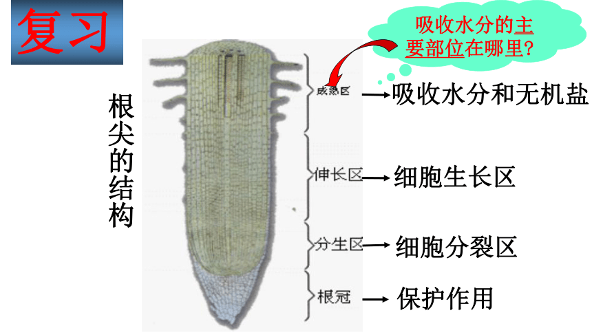 3.3绿色植物与生物圈中的水循环 课件(共29张PPT) 2021-2022学年人教版生物七年级上册