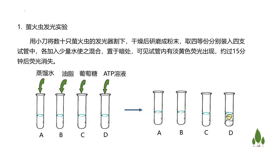 3.1  ATP是细胞内的”能量通货“课件（44张ppt，含1个视频）-高一生物学（浙科版2019必修1）