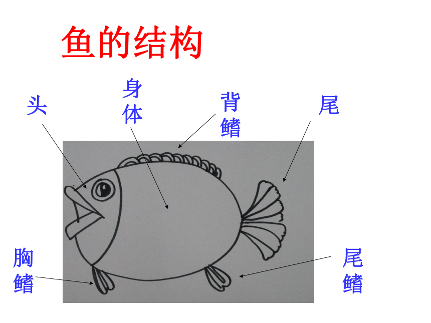 沪教版 一年级上册美术 第12课 美丽的鱼｜课件（8张PPT）