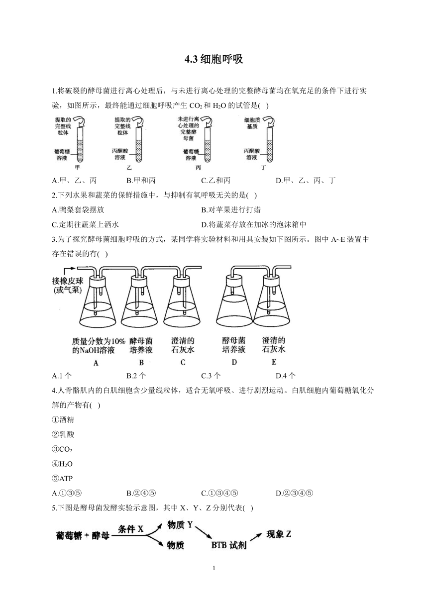 4.3细胞呼吸——2022-2023学年高一生物学北师大版（2019）必修一同步课时训练（word版含解析）