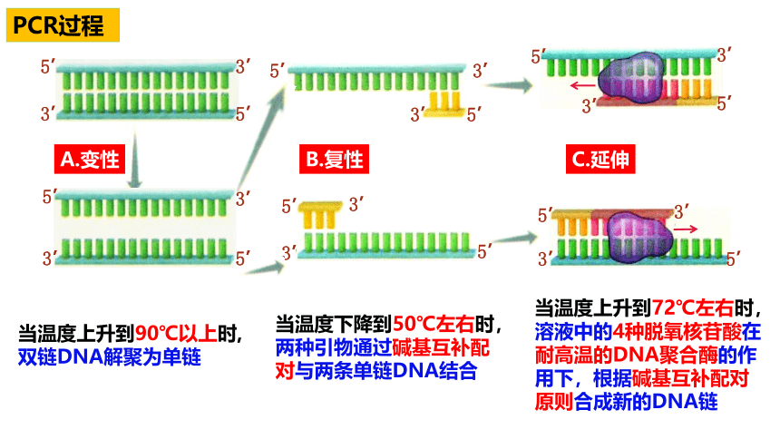 3.2基因工程的基本操作程序(聚合酶链式反应）课件(共14张PPT)-2022-2023学年高二下学期生物人教版（2019）选择性必修3