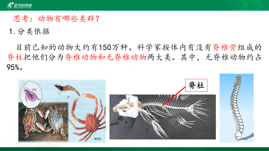 5.1.1腔肠动物和扁形动物课件（共39张PPT）（内含嵌入视频）