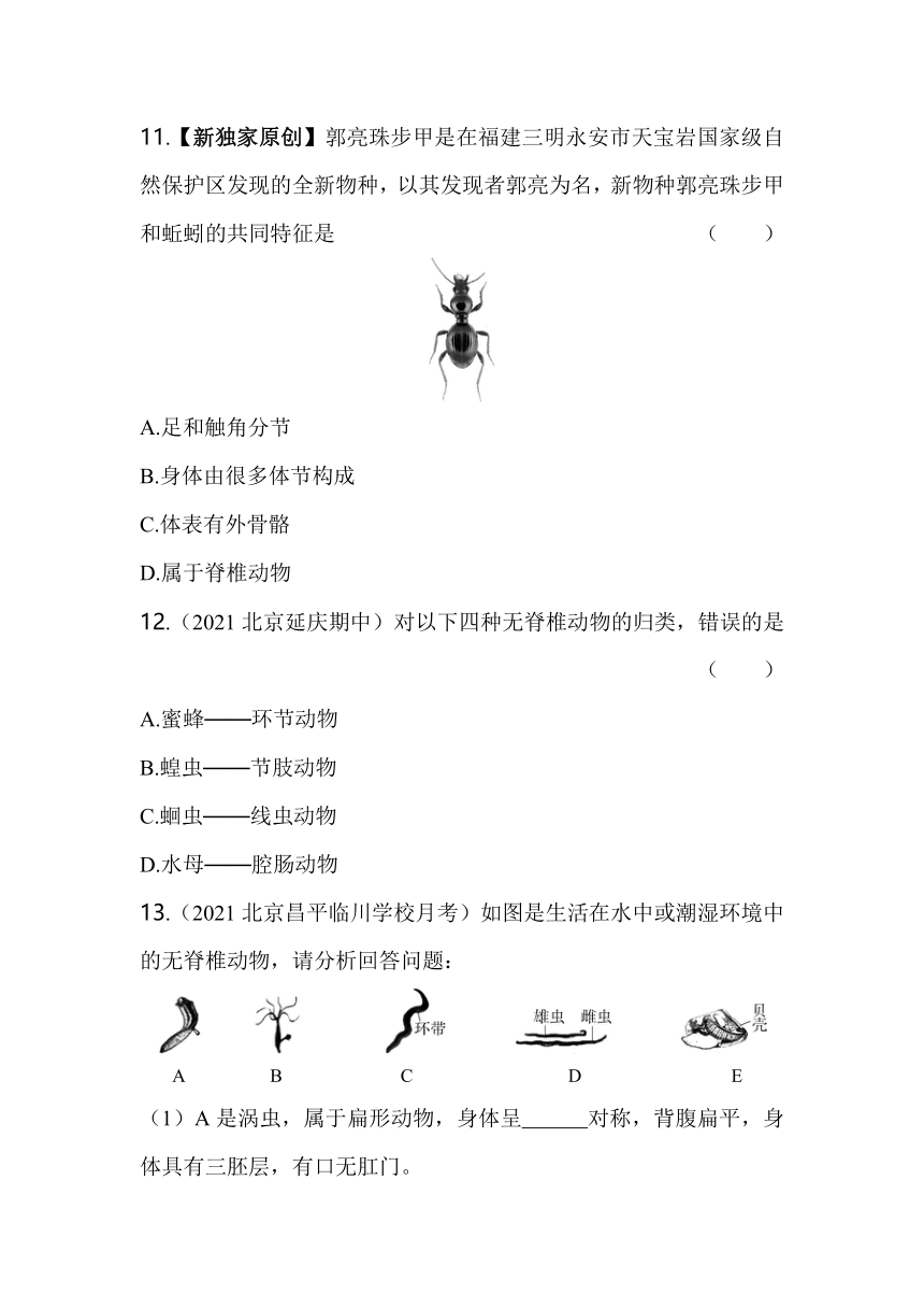 北京课改版生物八年级下册  13.6动物同步练习（含解析）
