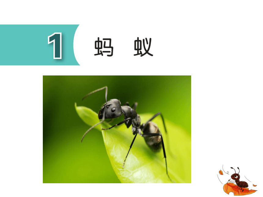 青岛版（六三制2017秋） 四年级上册1.1 蚂蚁课件（16张PPT)