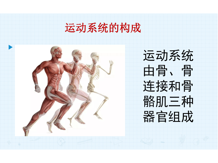 人教版初中体育与健康 九年级-第1章 人体与运动 (共19张PPT)
