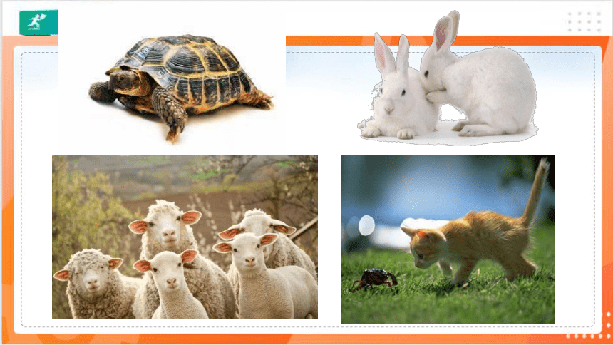 部编版语文四年级下册：习作指导·我的动物朋友   课件（共44张PPT）