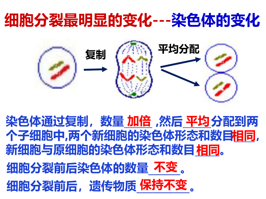 2021--2022学年冀少版生物七年级上册2.1.4细胞的分裂与生长课件(共18张PPT)