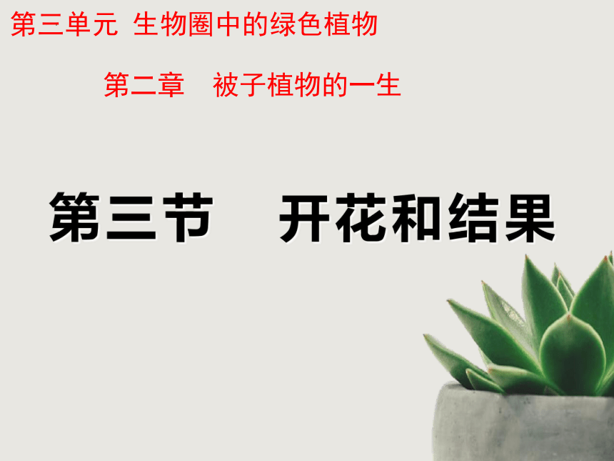 3.2.3开花和结果  课件(共27张PPT)2022-2023学年人教版七年级生物学上册