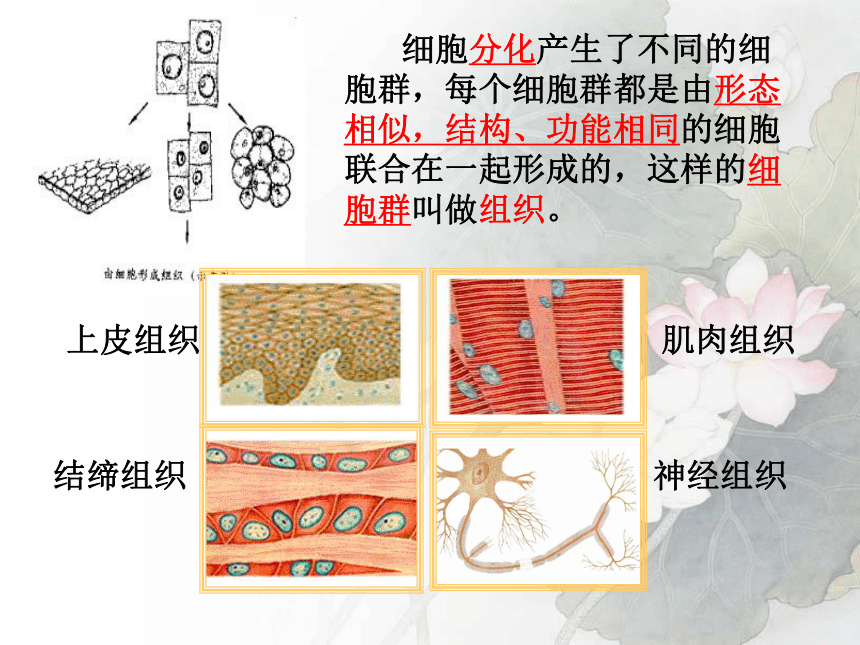 2.2.2动物体的结构层次课件(共27张PPT) 2022-2023学年人教版七年级生物上册