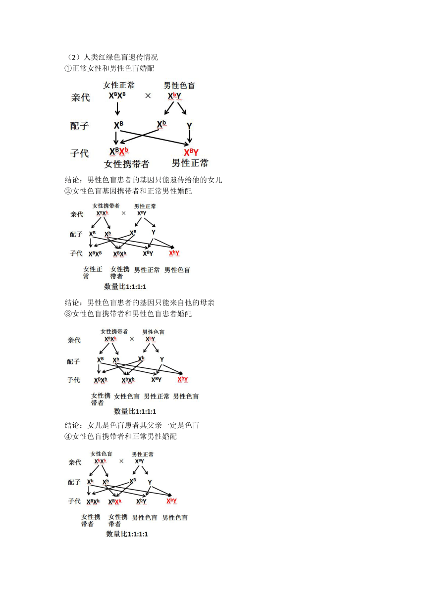 2.3 伴性遗传 教案