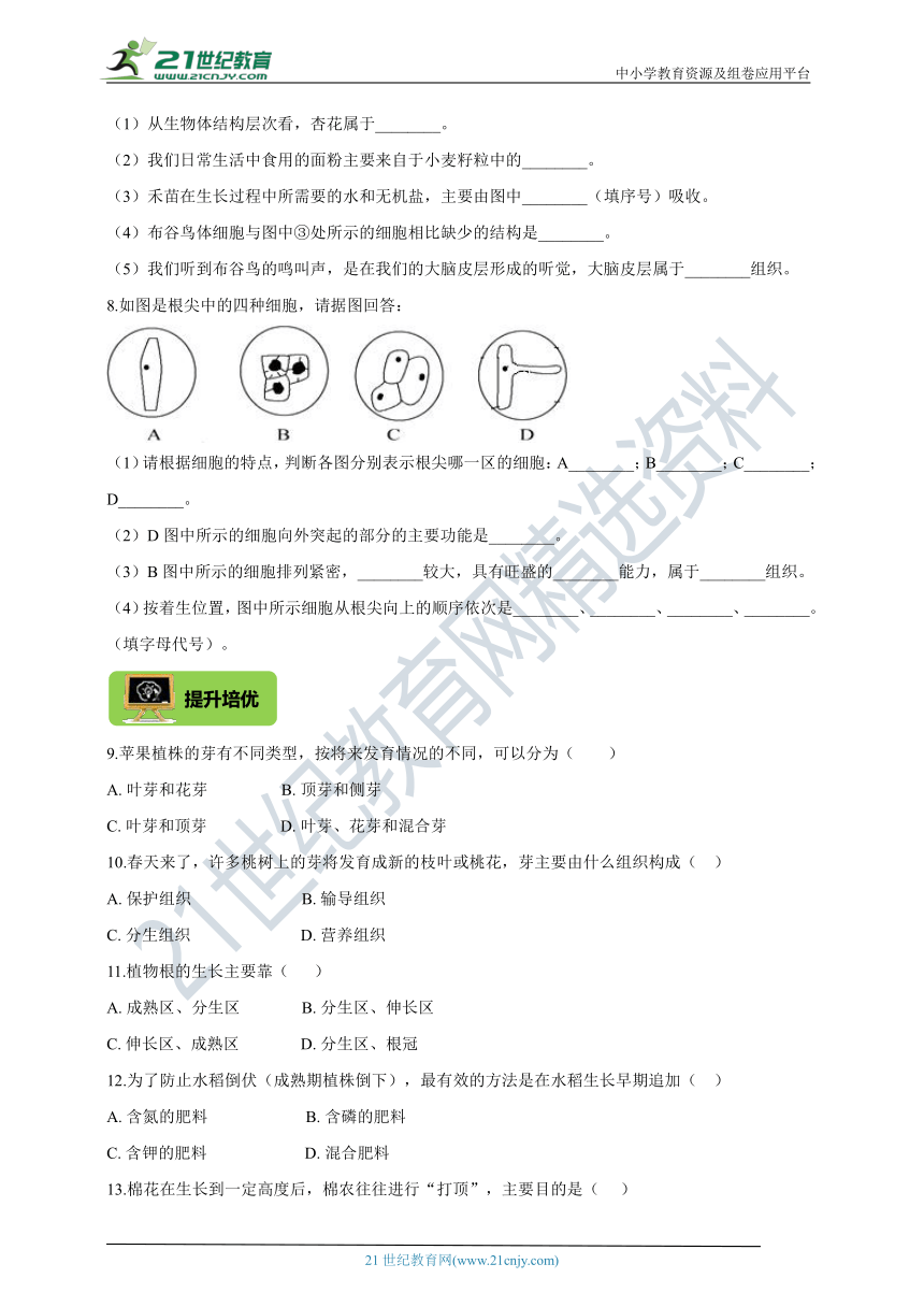 【双减作业本】人教版七上3.2.2植株的生长（夯实基础+提升培优+选做选练）（含解析）