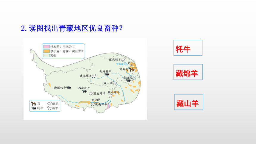 9.1自然特征与农业（第2课时高寒牧区和河谷农业区）课件-2021-2022学年人教版地理八年级下册（共22张PPT）