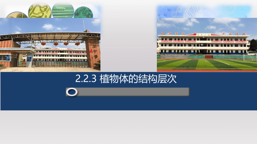 2.2.3植物体的结构层次课件-2022-2023学年人教版生物七年级上册（共35张PPT）