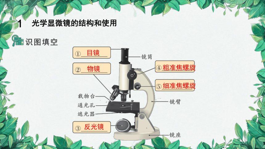 2023年中考生物复习 专题二   生物体的结构层次课件（共10张PPT）