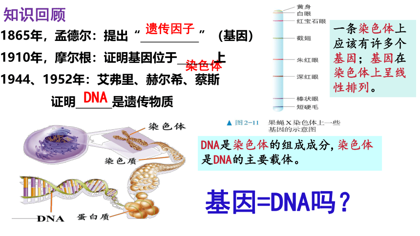 3.4 基因通常是具有遗传效应的DNA片段(共23张PPT)-2023-2024学年高一生物（人教版2019必修2）