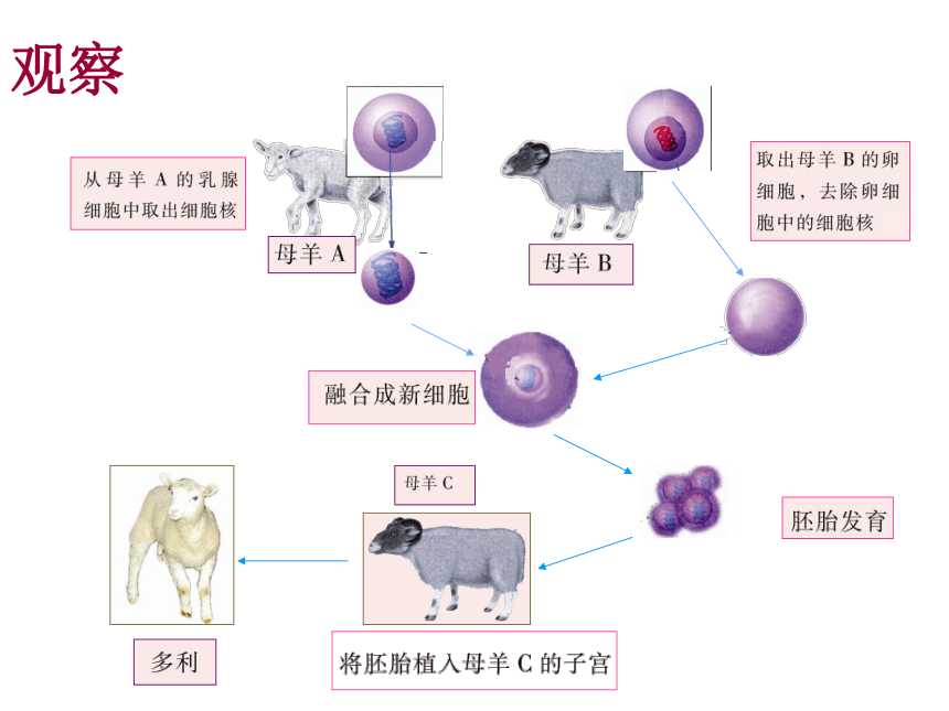 _8.22.1DNA是主要的遗传物质 课件2020-2021学年苏教版八年级下册生物（31张ppt）