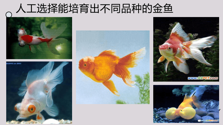 2021--2022学年北师大版生物八年级下册21.2生物进化的原因课件(共25张PPT)