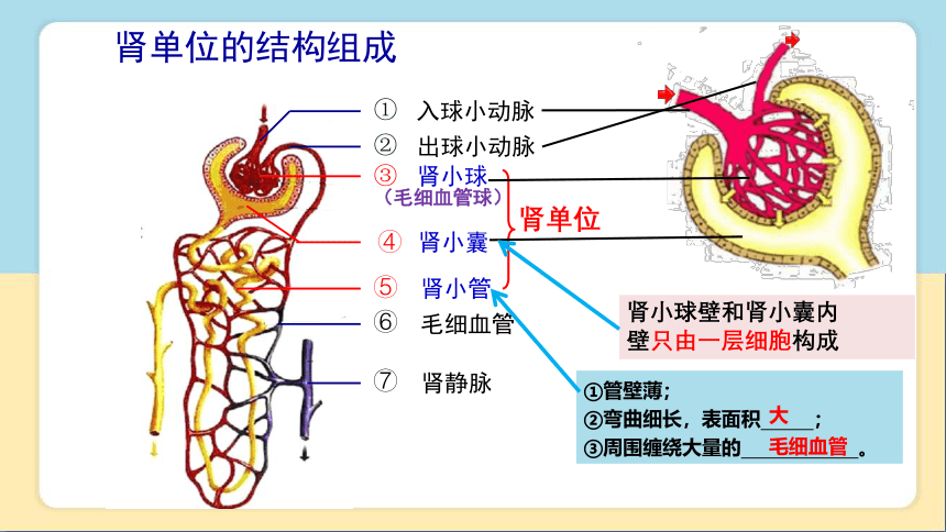 2020-2021学年人教版七年级生物下册  4.5人体内废物的排出 课件（29张PPT）