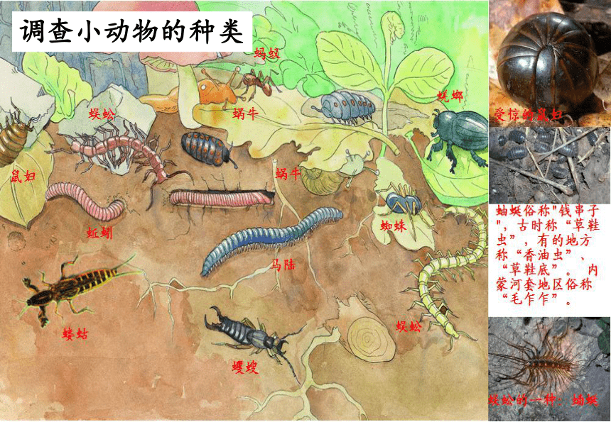 苏科版生物七年级下册 第13章 第1节 土壤里的小动物课件(共35张PPT)