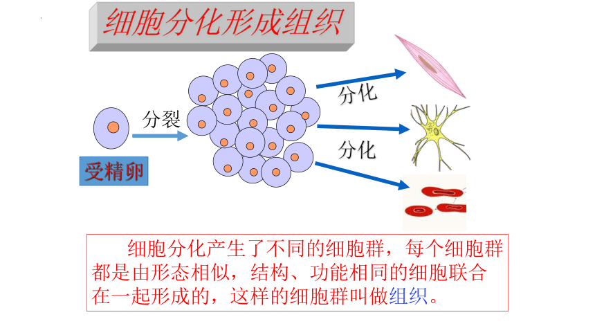 2.2.2 动物体的结构层次课件(共20张PPT)2022--2023学年人教版生物七年级上册