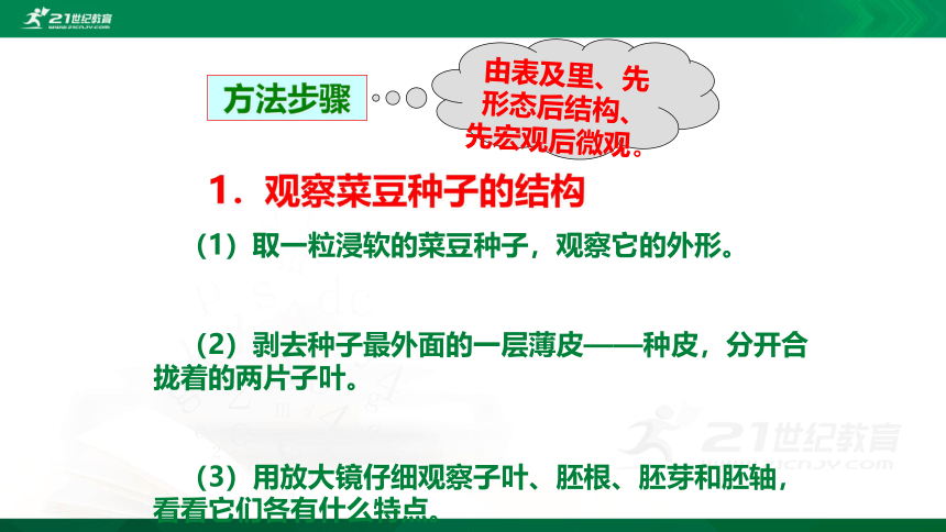 3.1.2 种子植物（课件）（共30张PPT）