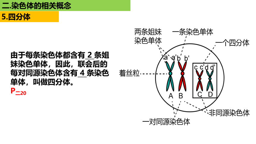 新人教必修1专题复习课件：22 染色体(共33张PPT)