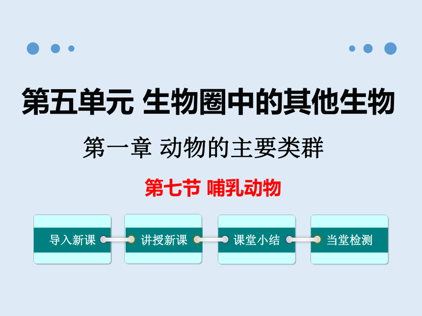 人教版八年级生物 上册第五单元 第一章 第七节 哺乳动物 课件（共42张PPT）