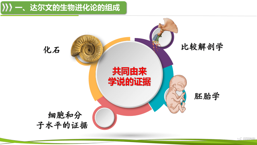 生物人教版（2019）必修2 6.1生物有共同祖先的证据（共36张ppt）课件