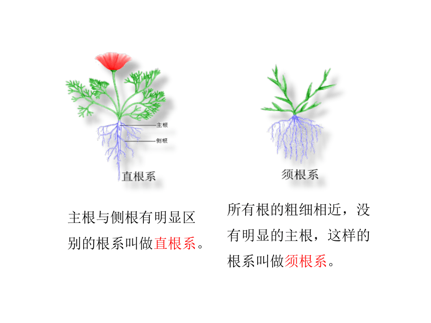 第一章 绿色开花植物的一生  第五节 根的结构与功能  课件（30张PPT）