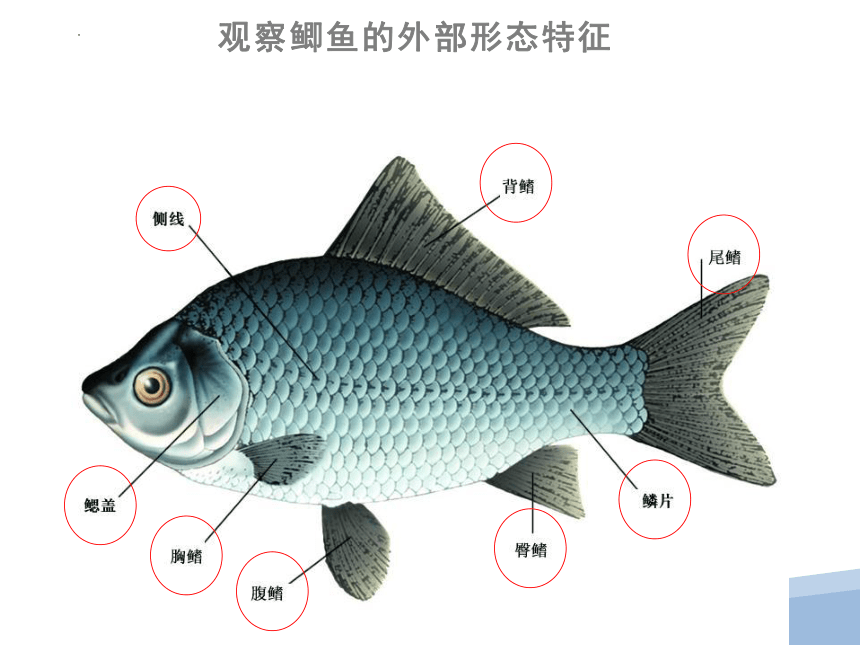 5.10.1 水中的动物 课件(共21张PPT)七年级生物下册苏科版