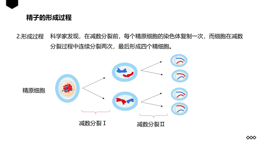 生物人教版（2019）必修2 2.1减数分裂和受精作用   课件 （共25张ppt）