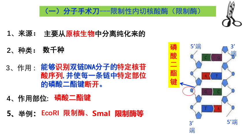 2020——2021学年高中生物人教版选修三第一章第 1节重组DNA技术教学课件 （18张ppt）