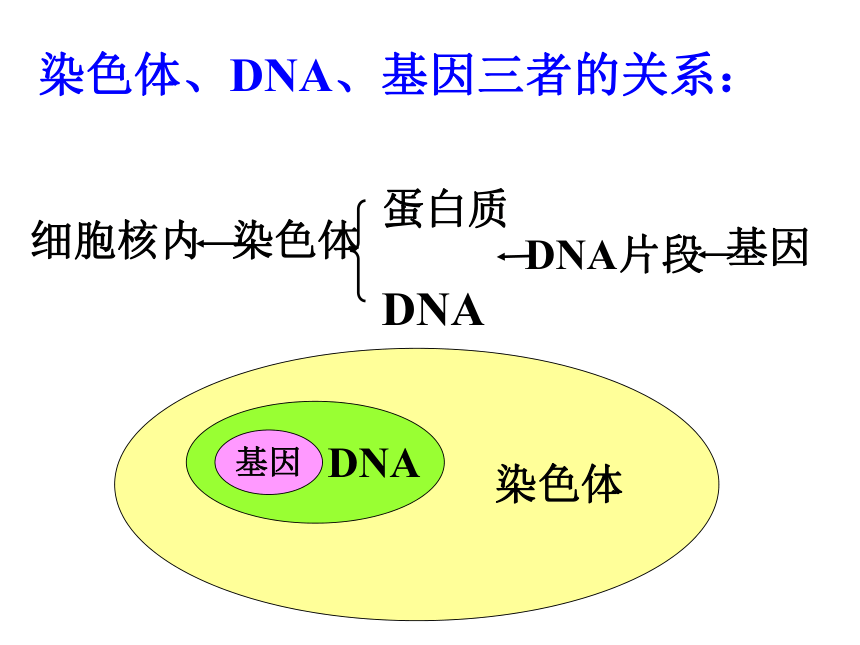 苏教版八年级下册生物 22.2人的性状和遗传 课件（21张PPT）