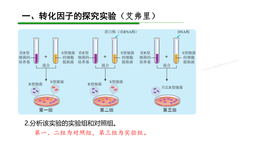 1.1 DNA是主要遗传物质的探索(共24张PPT) 高中生物 北师大版 必修二