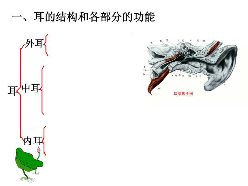 浙教版七下科学第二章 第3节-耳和听觉(第1课时)（课件 13张ppt）