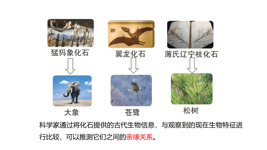青岛版（六三制2017秋） 六年级上册1.3.灭绝的生物（含练习）课件(共13张PPT)