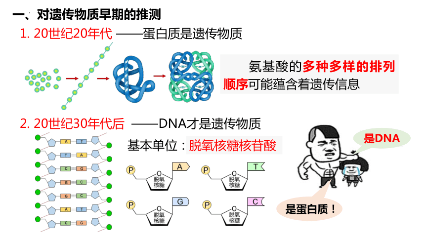 3.1DNA是主要的遗传物质课件(共51张PPT)（2个视频）-2022-2023学年高一上学期生物人教版（2019）必修2