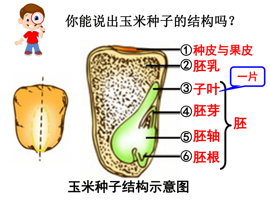 3. 6.1 种子萌发形成幼苗 课件(共22张PPT)北师大版七年级上册生物