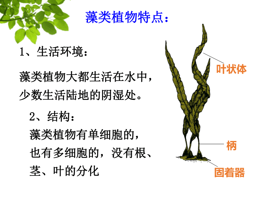 3.1.1藻类、苔藓和蕨类植物课件(共25张PPT)2022--2023学年人教版生物七年级上册