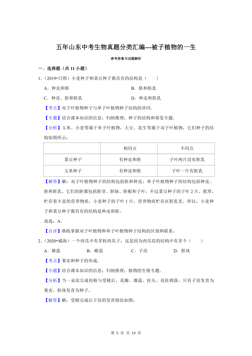 五年山东中考生物真题分类汇编---被子植物的一生（含解析）